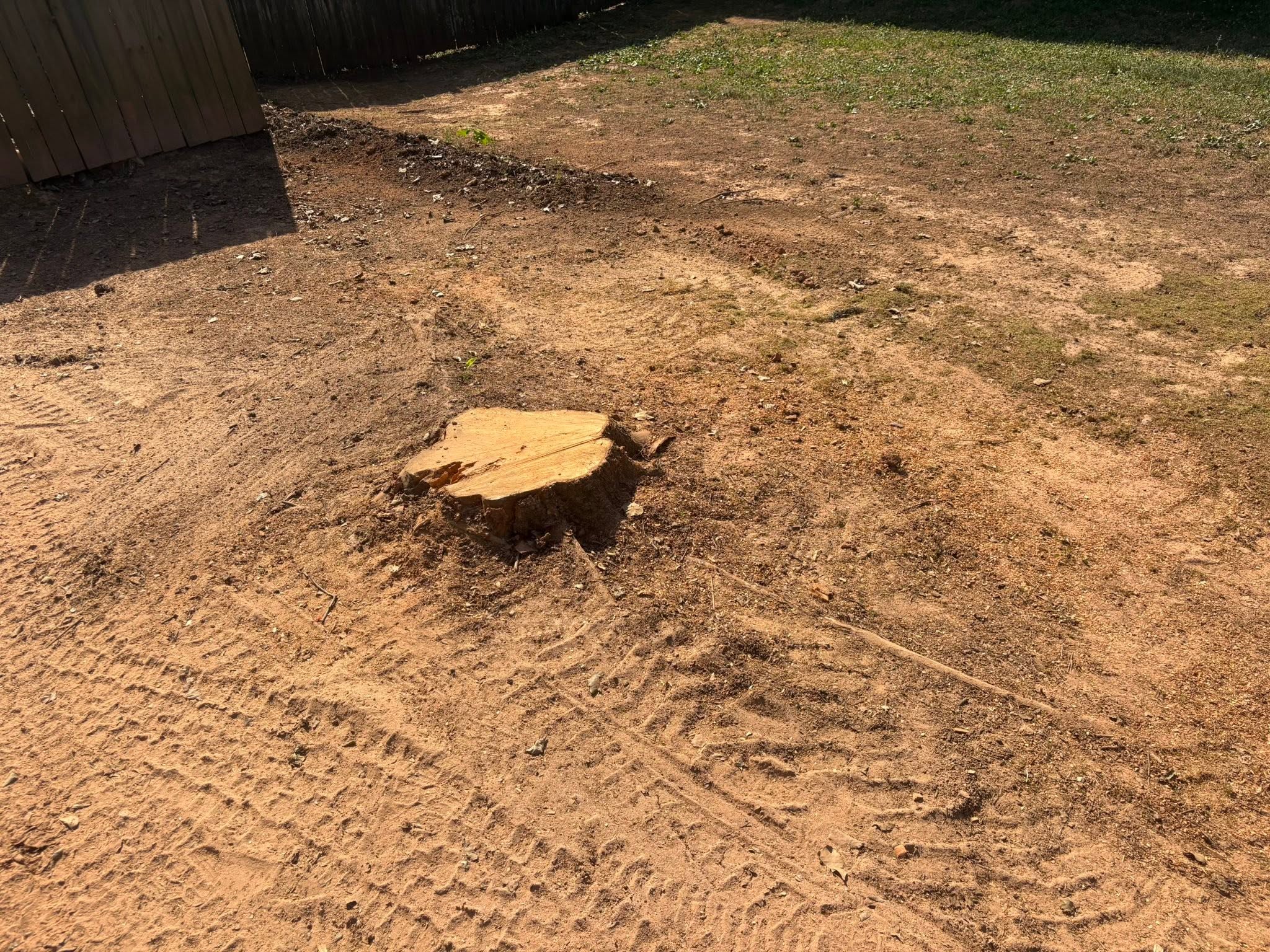Backyard Stump Removal — before